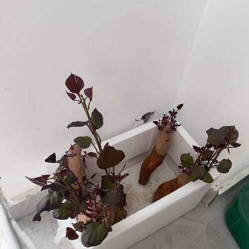 水培红薯苗地瓜苗水培植物水培蔬菜水培花卉水培植物水培蔬菜番薯