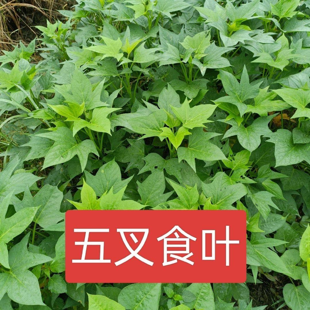 五叉尖叶红薯叶新鲜专吃叶子的红薯叶苗当季蔬菜番薯叶苕尖乌龟