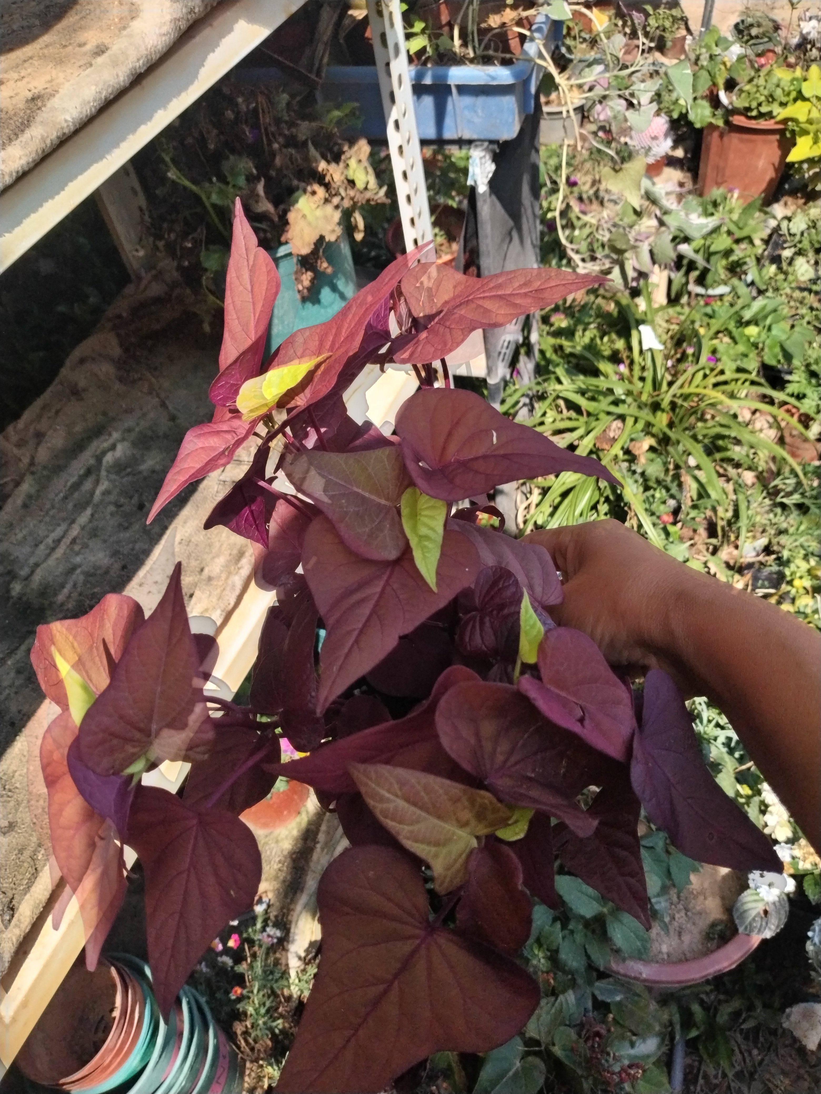 紫苏苗紫苏红薯叶苗可食大叶紫苏地瓜叶四季耐热阳台盆栽蔬用红色