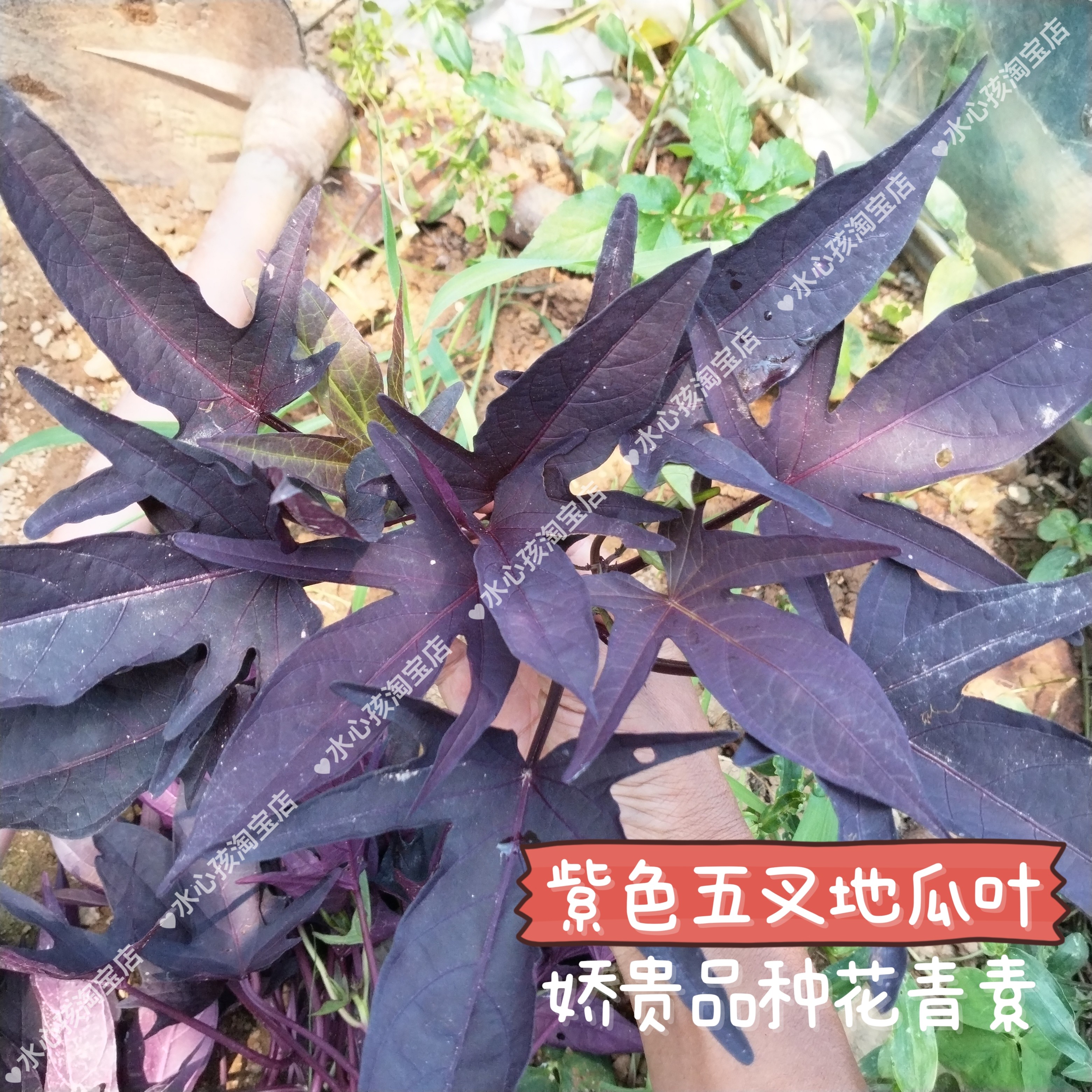 地瓜叶苗阳台绿植番薯叶苗庭院菜地种植五叉裂叶极为稀有珍贵品种