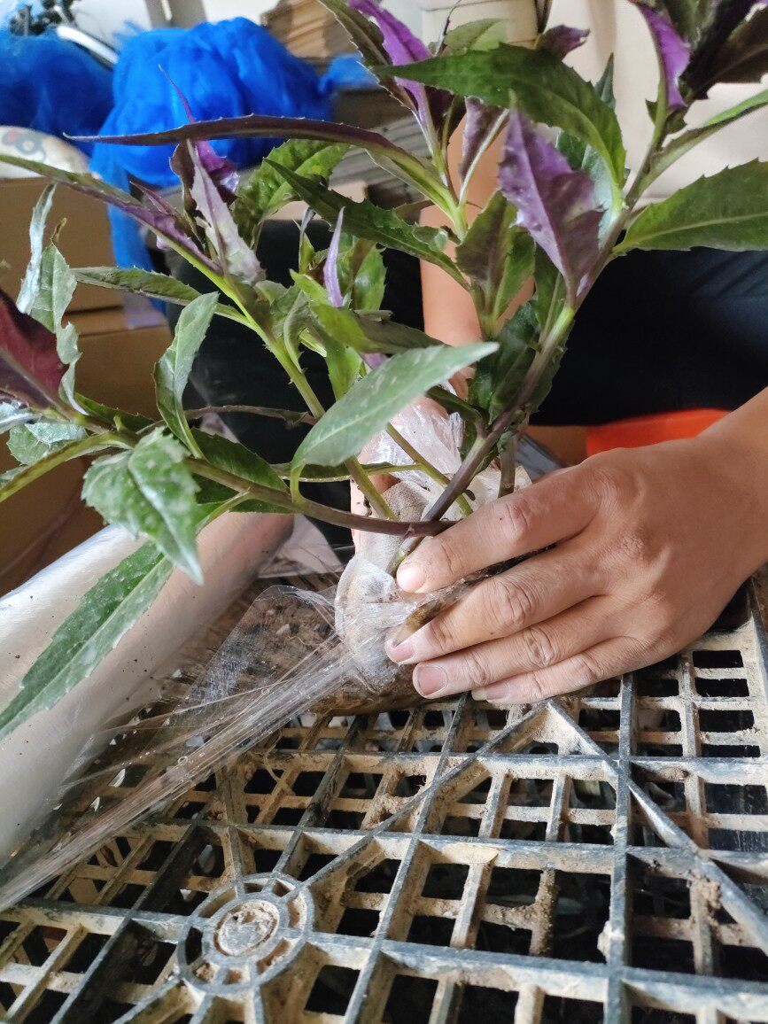 紫背菜苗天葵菜秧苗蔬菜种子 观音菜苗血皮菜苗 野生菜保健蔬菜苗