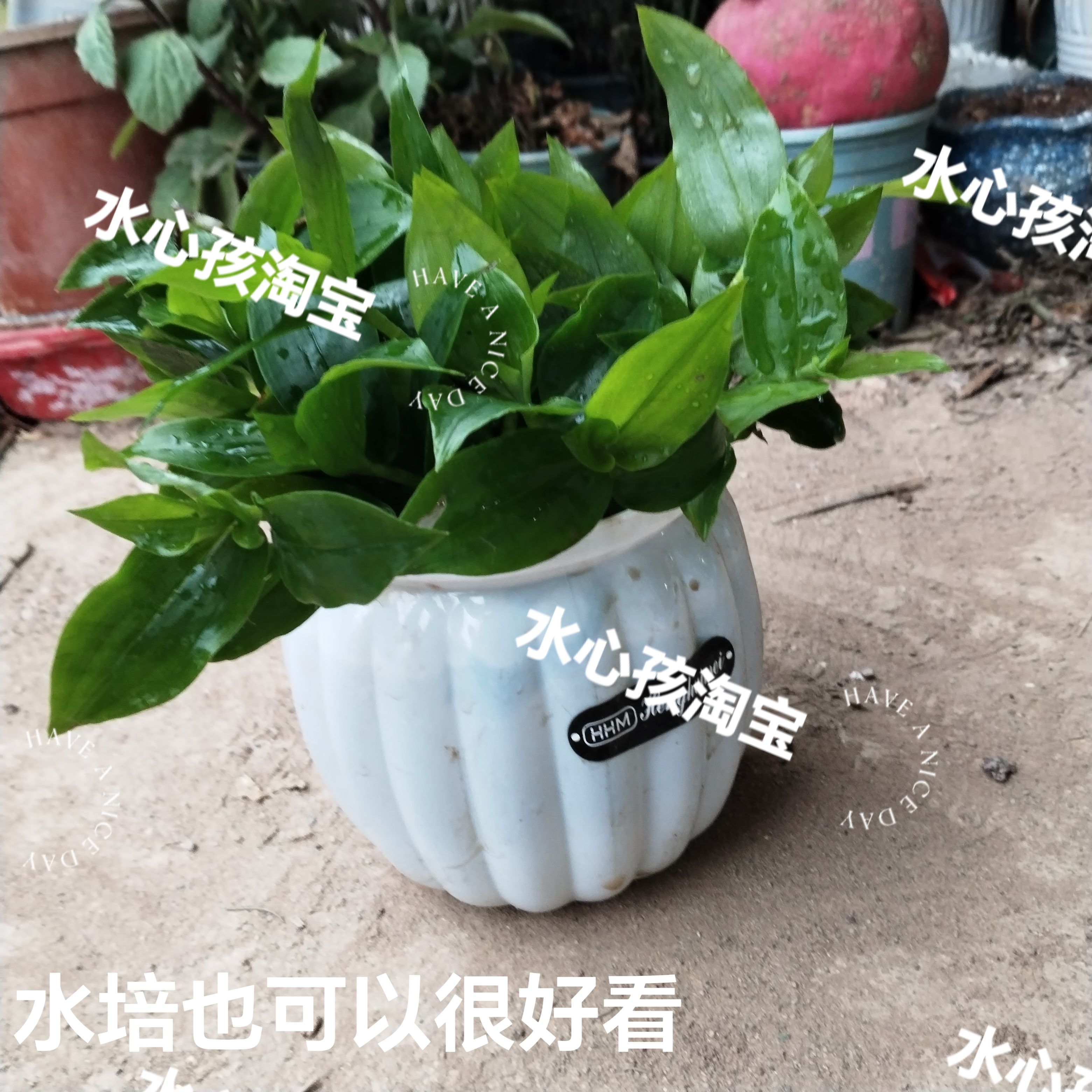 水培植物水草盆栽室内客厅办公室桌面四季常青净化空气青叶吊竹梅