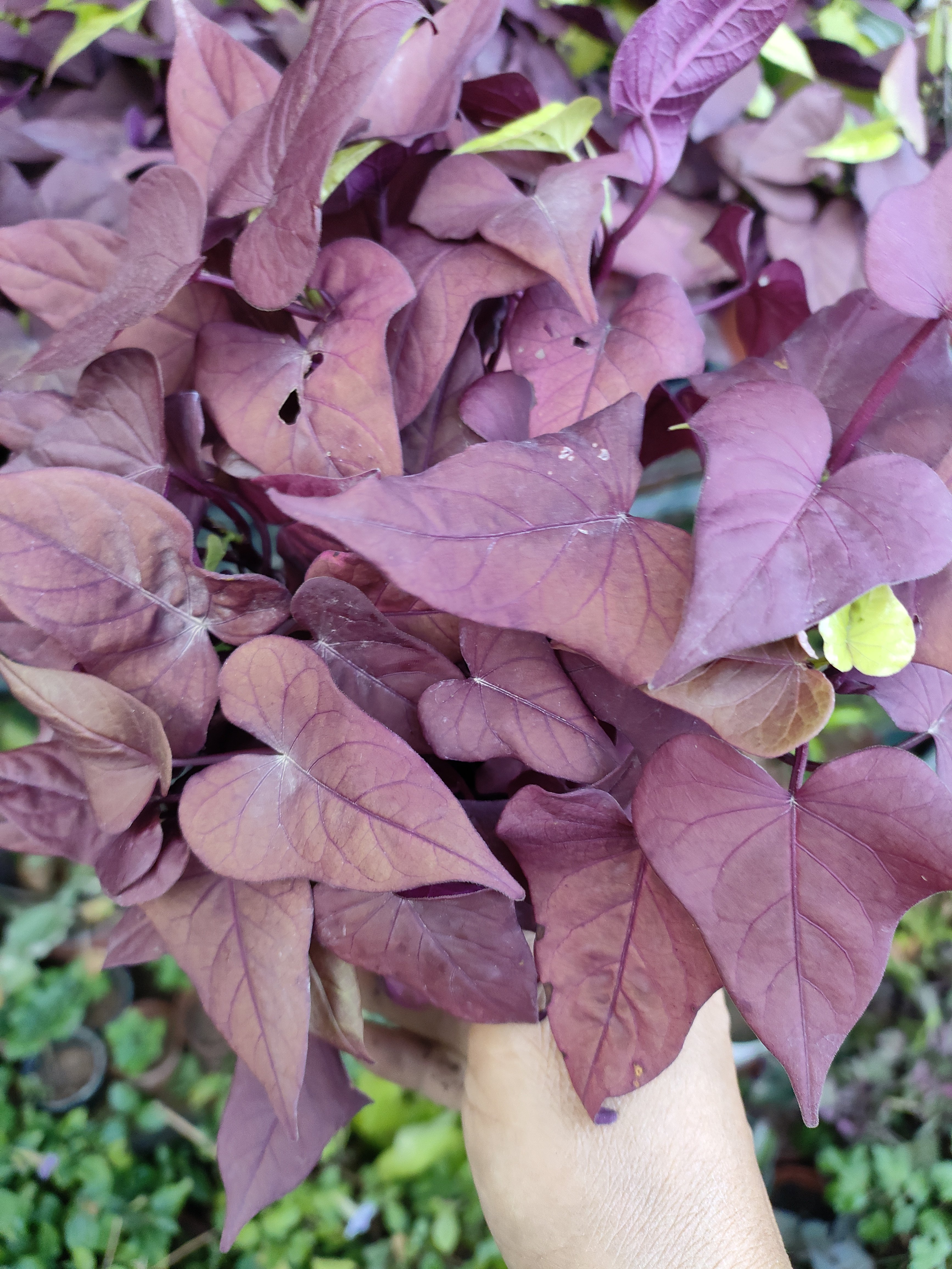 红色番薯叶地被植物稀有紫色盆栽红薯盆景公园绿化工程地瓜叶地被