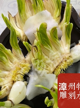 福建漳州水仙花雕刻大种球年宵花盆栽水培植物室内开花浓香型耐寒