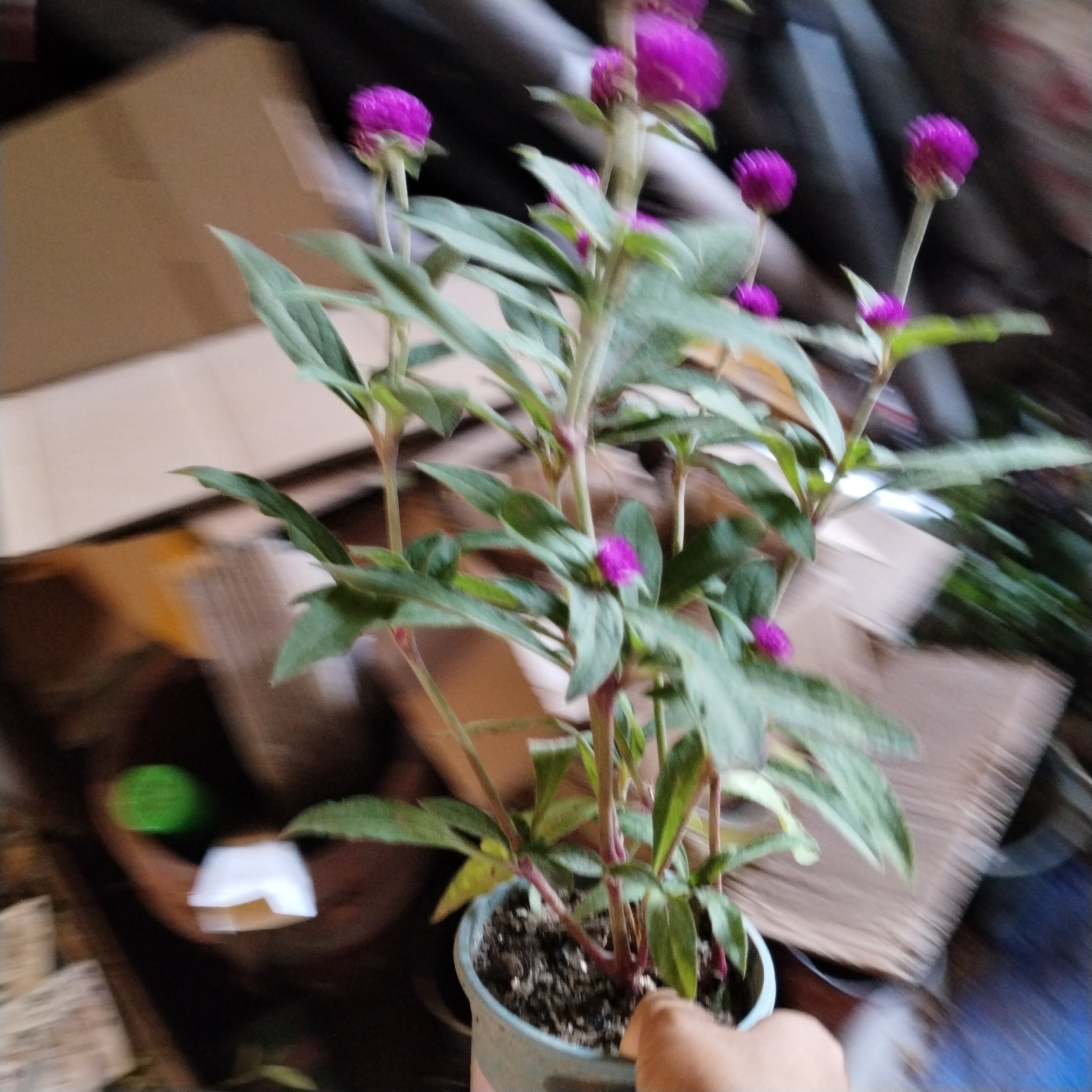 千日红花盆栽百日红火球庭院景观绿化花卉盆栽易活花百日红千日紫
