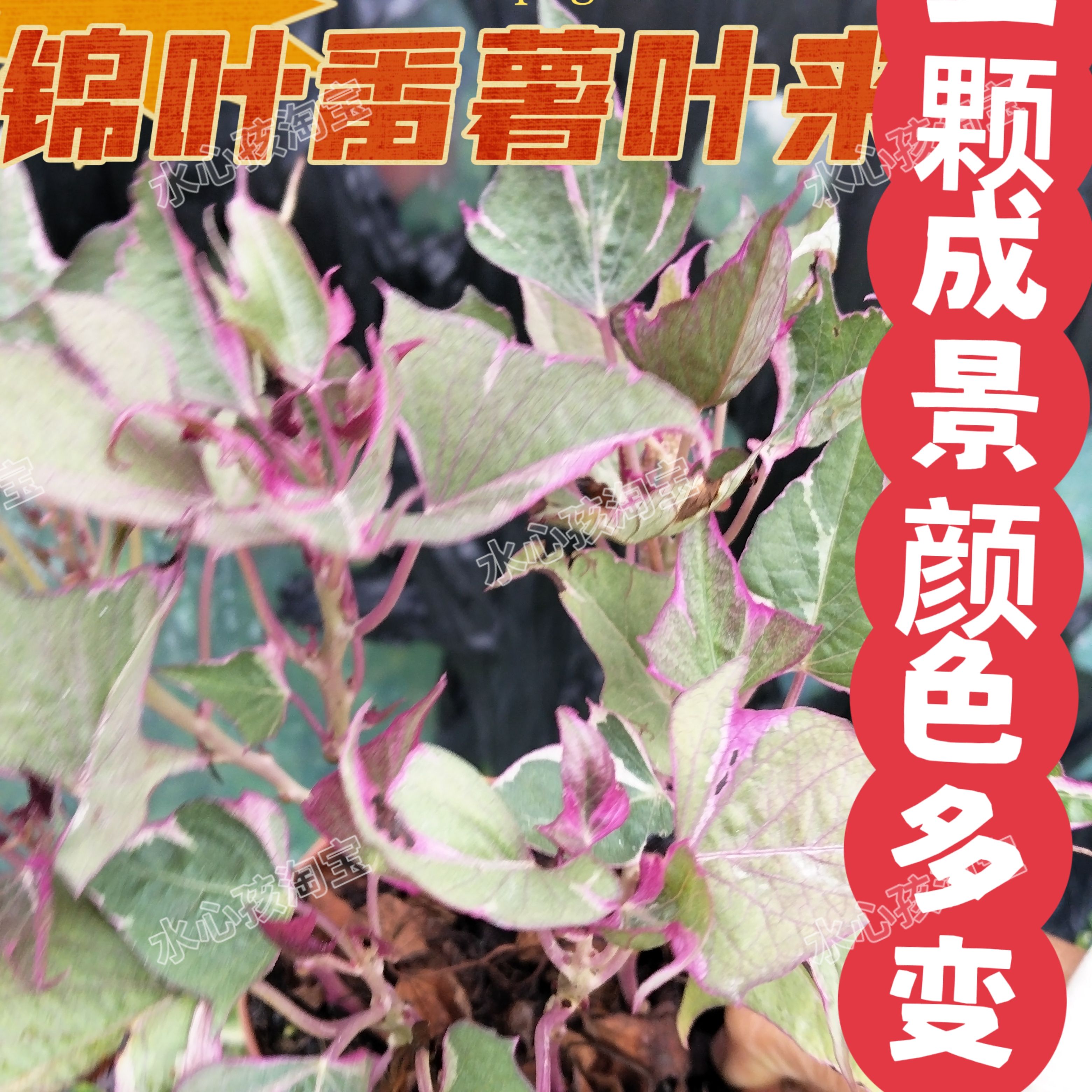 紫薯叶盆栽地瓜叶锦花叶地瓜叶紫薯苗紫薯叶盆栽番薯叶工程变色