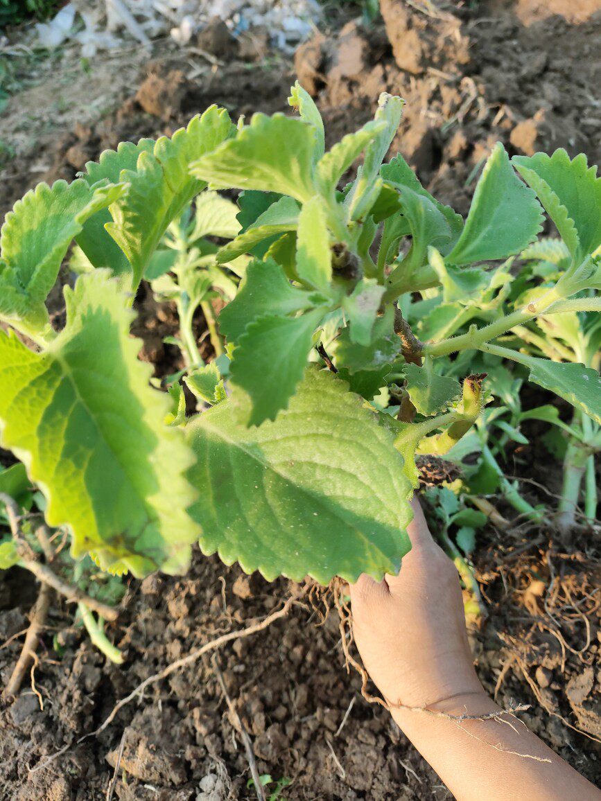 左手香盆栽原土带土发货绿植碰碰香印度薄荷还魂草碰碰香盆栽树苗