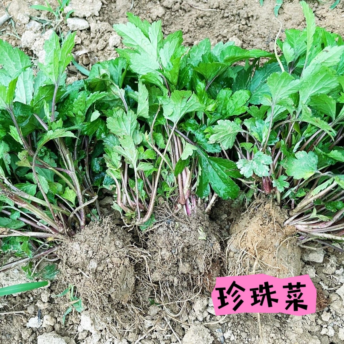 新鲜现挖真珠菜珍珠菜苗角菜红根草甜菜苗红艾苗鸭脚艾苗包邮四季