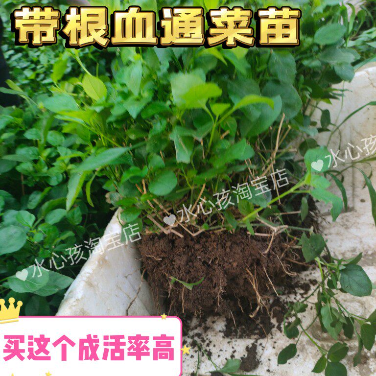 野生山草药宽叶十万错铁打草盗偷草湿采阳台盆栽庭院血通菜苗容易