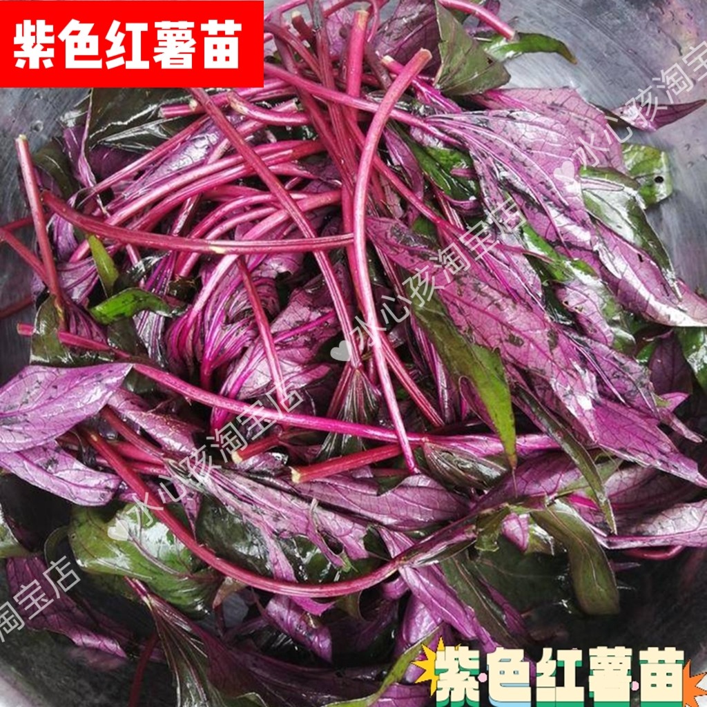紫叶番薯苗紫色食叶番薯 食叶红薯叶用番薯食叶地瓜高花青素蔬菜
