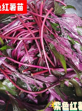 紫叶番薯苗紫色食叶番薯 食叶红薯叶用番薯食叶地瓜高花青素蔬菜