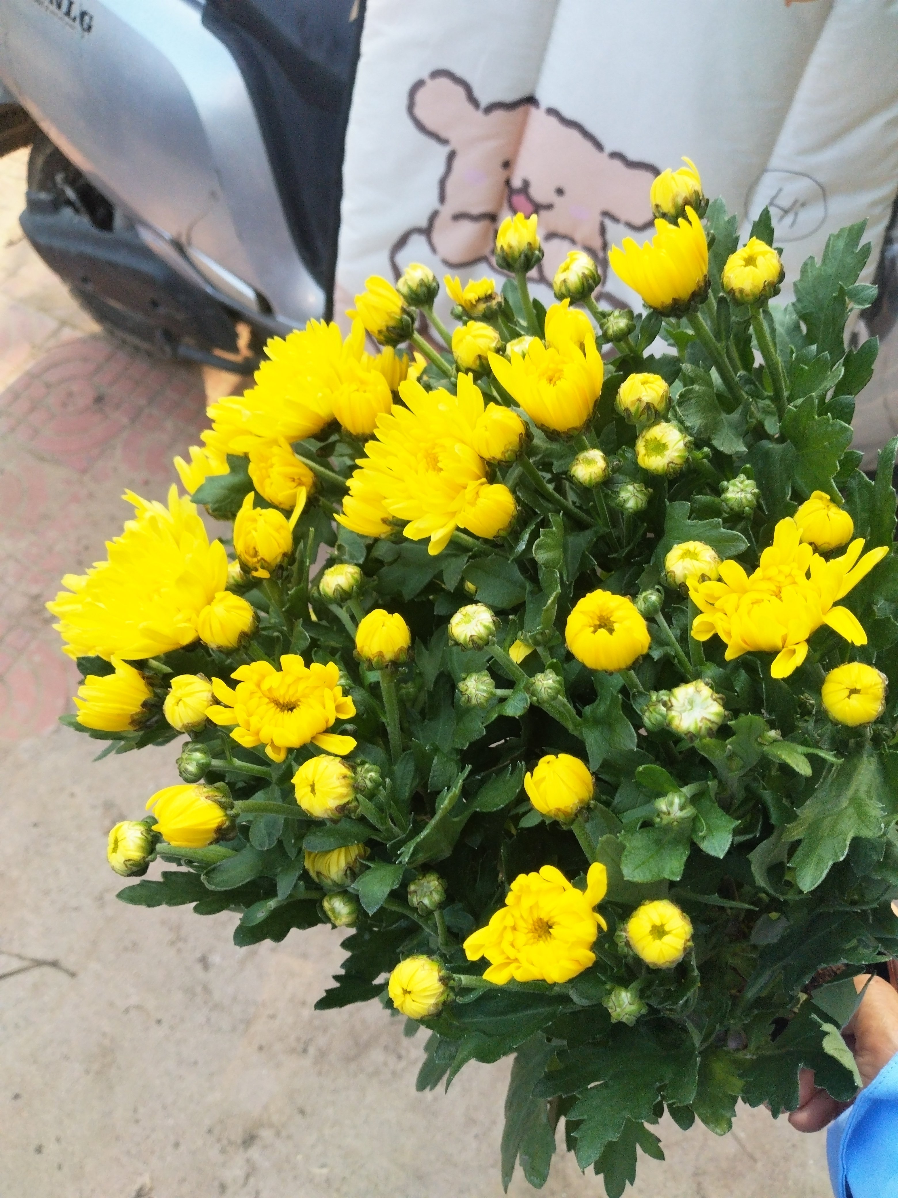 清明节菊花盆栽带花苞祭祀上坟祭祖鲜花扫墓 优质黄白水晶大菊花