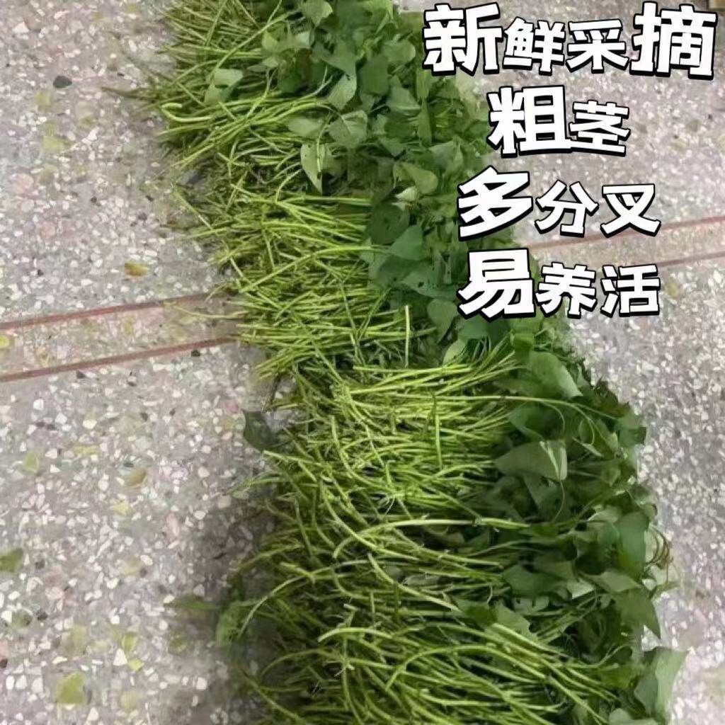 红薯藤苗蜜薯大田剪苗超甜无丝红心红皮薯种老藤成熟枝苗专吃叶子