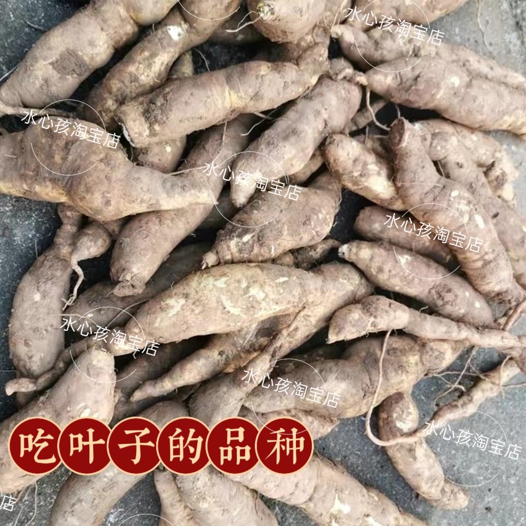 2023新福薯18号叶用型种薯专吃叶子地瓜种红薯种红苕种育苗专用