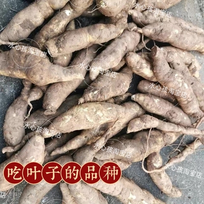 2023新福薯18号叶用型种薯专吃叶子地瓜种红薯种红苕种育苗专用