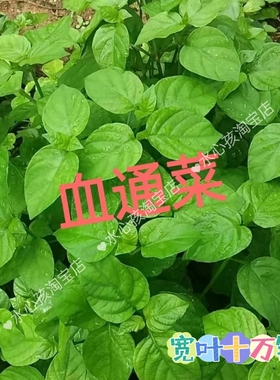 20棵血通菜苗海南野菜新鲜蔬菜无公害绿色有机蔬菜血通菜富硒种苗