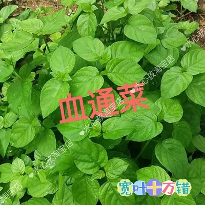 20棵血通菜苗海南野菜新鲜蔬菜无公害绿色有机蔬菜血通菜富硒种苗