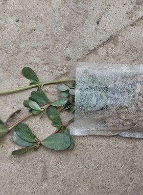 马齿苋阳台农家大田四季种植盆栽食用凉拌好吃苗红色庭院地被杯苗