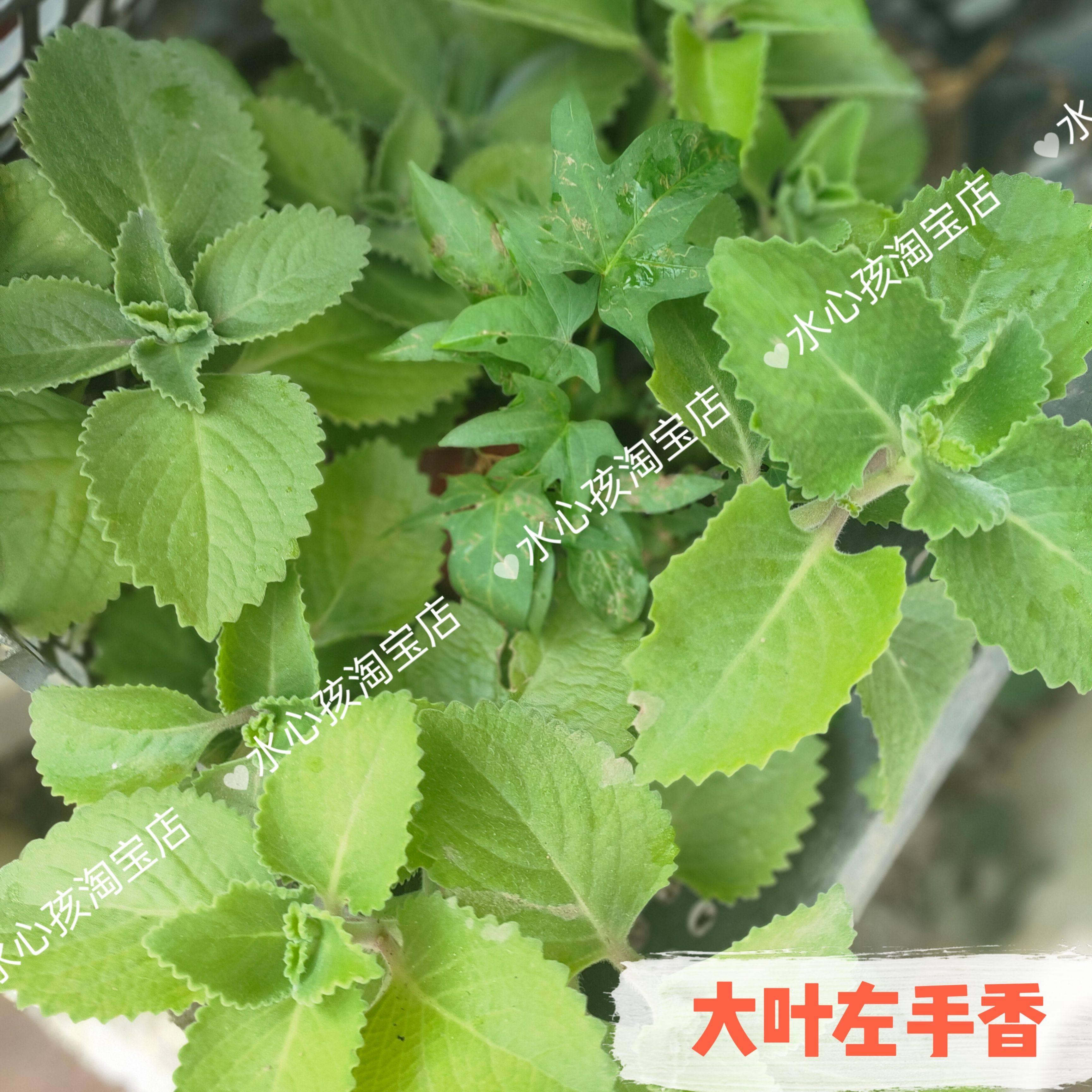 大叶左手香到手香碰碰香还魂草阳台多肉植物驱蚊虫一抹香洋薄荷