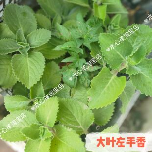 大叶左手香到手香碰碰香还魂草阳台多肉植物驱蚊虫一抹香洋薄荷