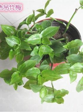 吊竹梅绿色吊兰垂吊白花紫露草鸭跖草淡竹叶新手露养观赏绿植白玉