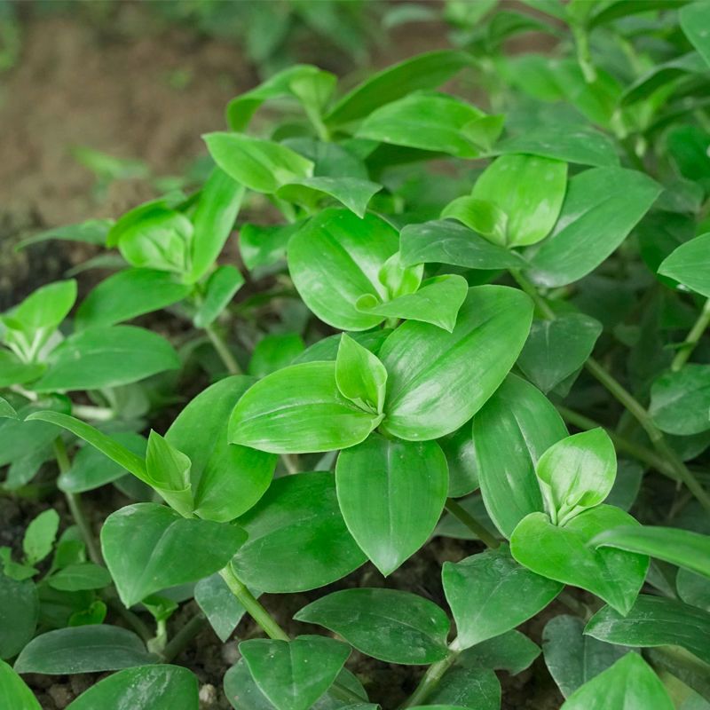 新鲜石斛苗食用广西农家特色蔬菜清炒现摘现发石斛苗吊竹梅鸭跖草