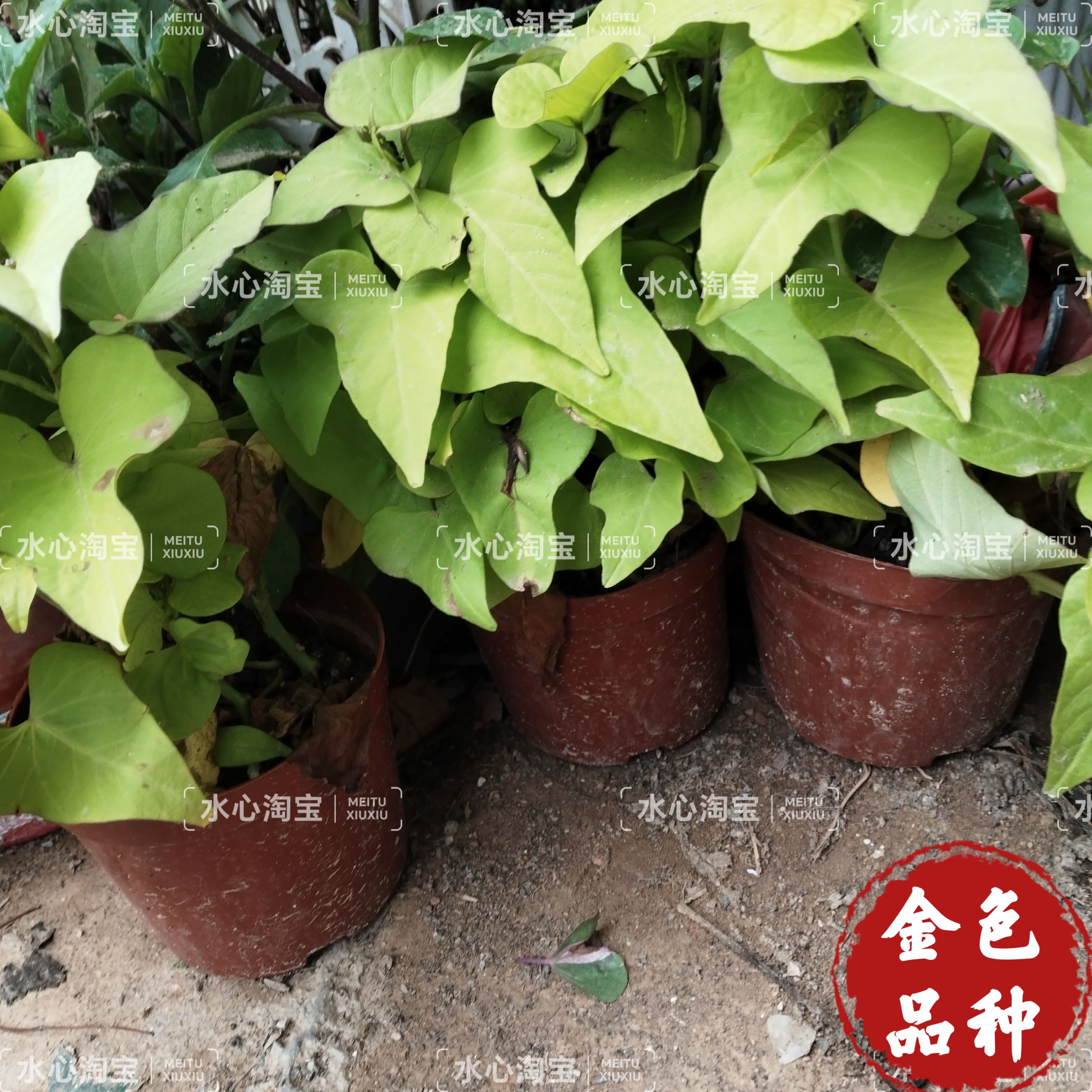 地瓜叶长菜农家大田四季种植地被盆栽红薯金色菜花坛装饰苗番薯