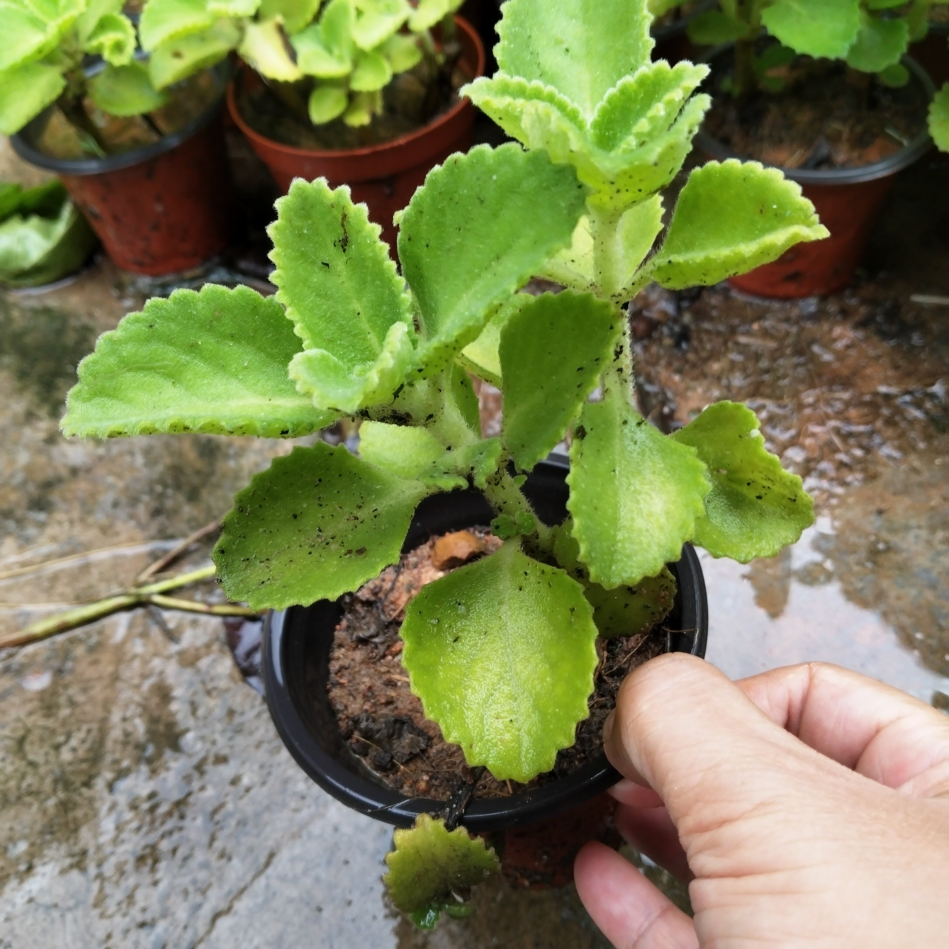 到手香苗印度薄荷左手香还魂草洋薄荷一抹香碰碰香苗带根带盆发货