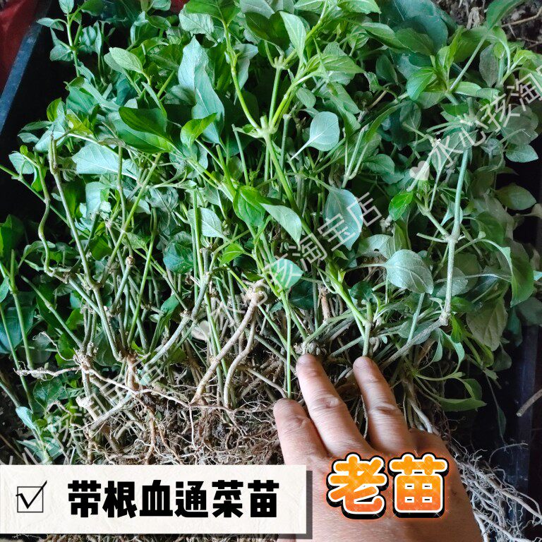 庭院花园阳台盆栽花卉宽叶十万错花苗多年生草本易生长成片花期长
