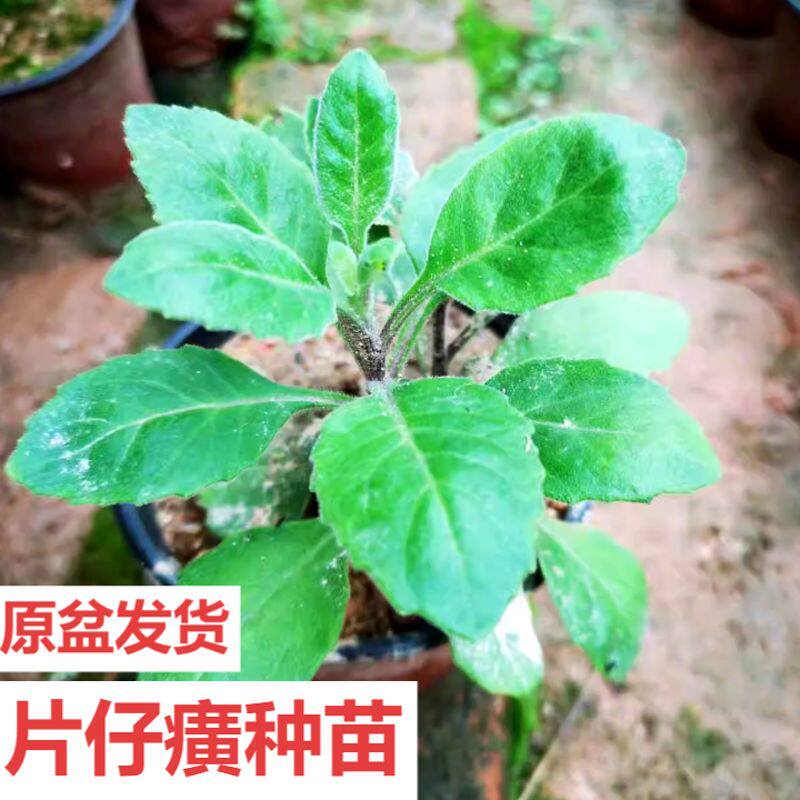 正宗片仔癀草苗白凤菜盆栽苗中草药材苗肝炎草土三七长柄橙黄菊苗
