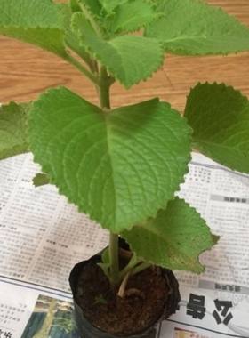 碰碰香盆栽一抹香排骨香室内驱蚊提神大叶太子香老桩植物印度薄荷