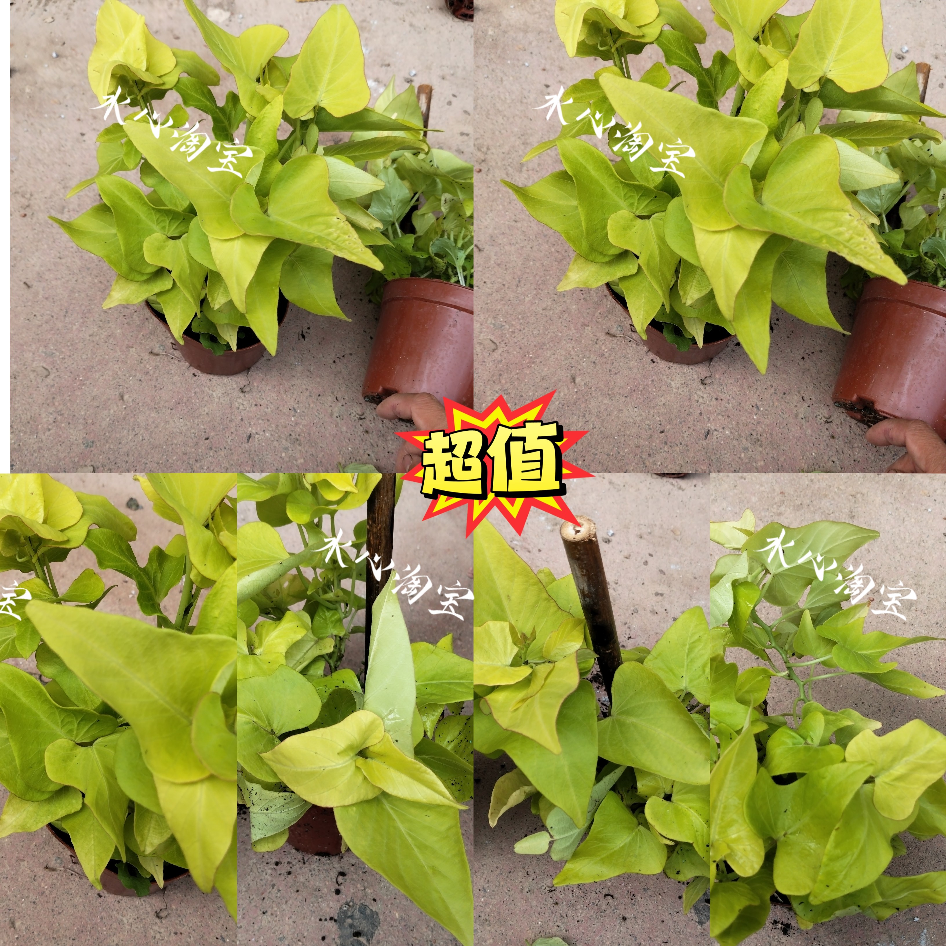 宽叶金叶薯金叶番薯苗金叶地瓜观赏番薯观赏地瓜观叶番薯锦叶彩色