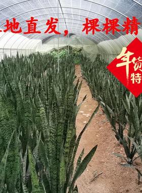 绿色虎尾兰高银脉虎皮兰室内客厅观叶植物吸甲醛净化空气绿植
