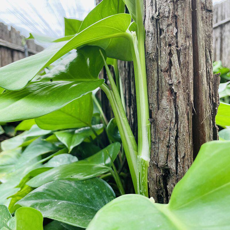 扦插藤条大叶绿萝苗室内植物吸甲醛绿萝盆栽大型绿植可水培客厅苗