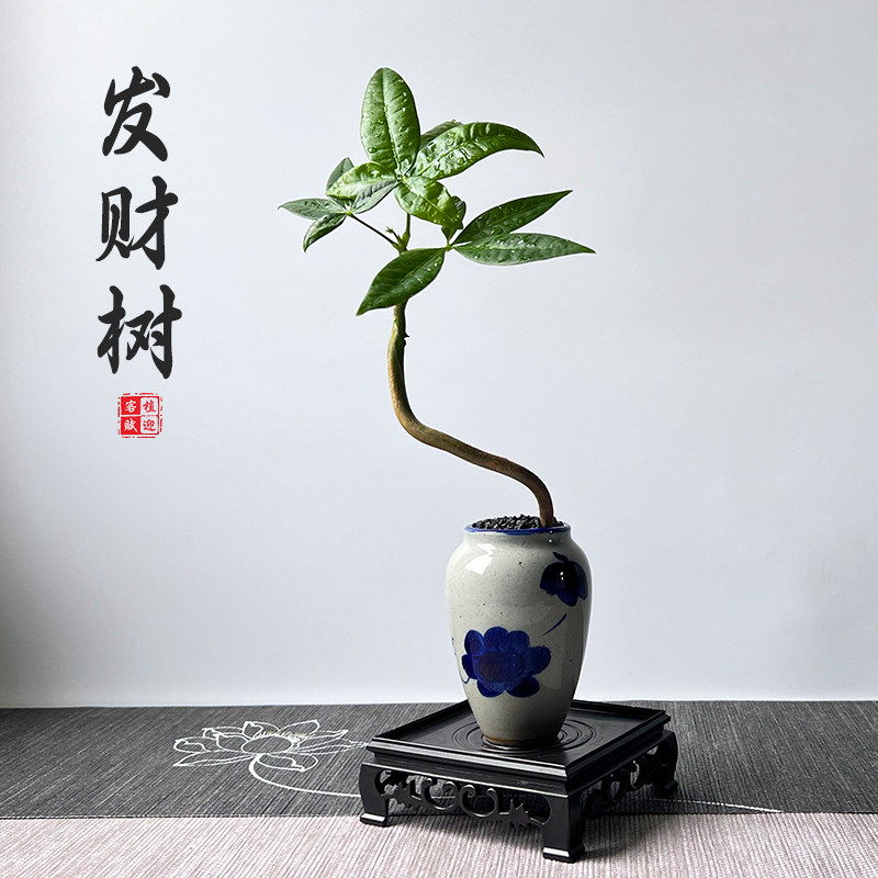 植迎客赋新中式禅意发财树小盆栽造型盆景茶桌办公室桌面招财绿植