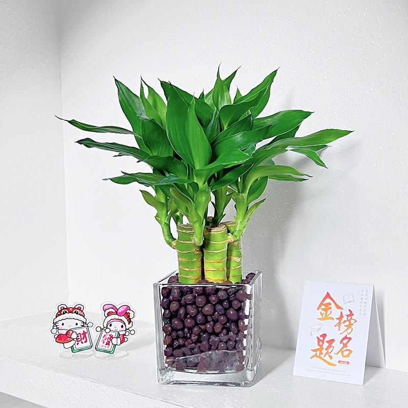 金榜题名文昌竹4支高考书桌盆栽