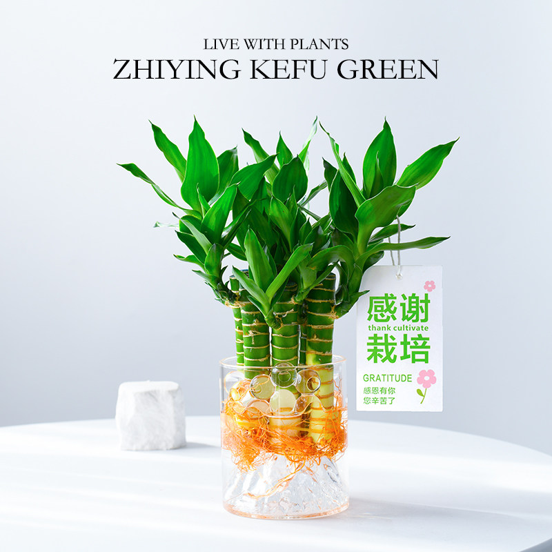 【感谢栽培】水培植物富贵竹盆栽文昌竹绿植室内治愈系招财转运竹
