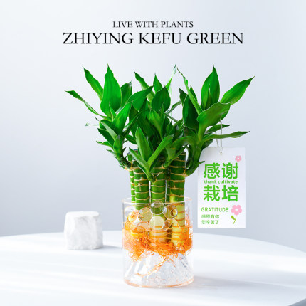 【感谢栽培】水培植物富贵竹盆栽文昌竹绿植室内治愈系招财转运竹
