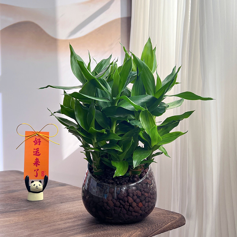 富贵竹植物办公室好养步步高花卉
