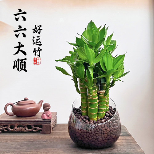 六支富贵竹招财风水寓意四季发财