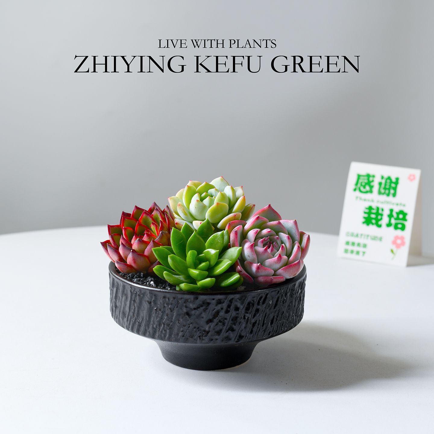 多肉植带盆栽好室内阳台懒人植物