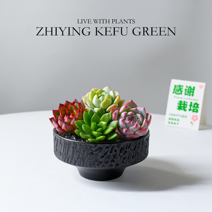 饰绿植摆件懒人植物花卉礼物 多肉植物组合带盆栽好室内阳台桌面装