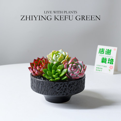 多肉植带盆栽好室内阳台懒人植物