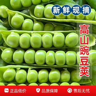 云南新鲜豌豆荚现摘露天高山带壳青豌豆当季农家蔬菜甜豆荚嫩粒角