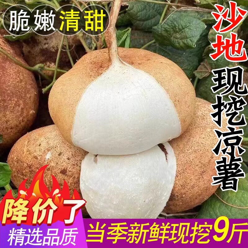 广西凉薯沙葛番薯即食蔬菜山芋