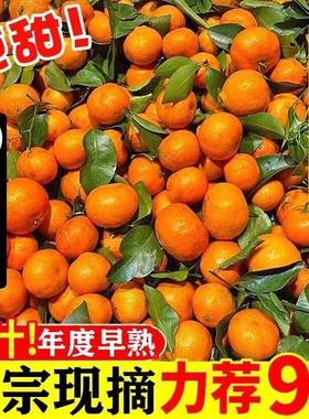 正宗广西砂糖橘10斤新鲜水果当季超甜橘子精品无籽小沙糖桔子包邮