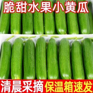 新鲜山东蔬菜水果黄瓜生吃脆新鲜3斤青瓜当季无刺小黄瓜现摘包邮