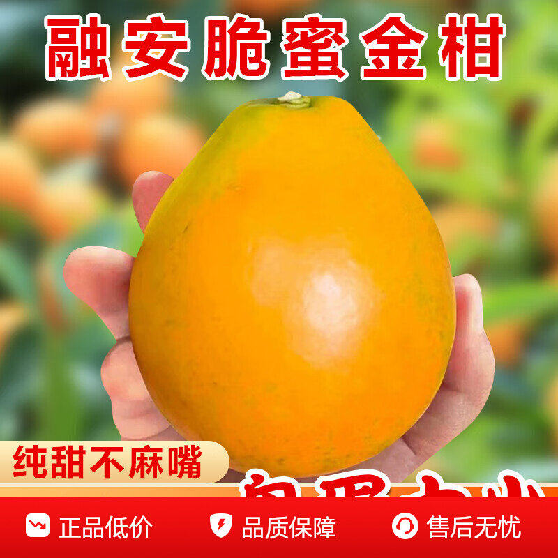 脆蜜金柑广西融安金桔第三代纯甜无籽多汁超甜皮薄现摘哒哒