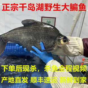 正宗野外鳊鱼千岛湖大鳊鱼扁鱼武昌鱼鲳鱼新鲜活水产淡水活鱼现杀