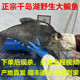正宗野外鳊鱼千岛湖大鳊鱼扁鱼武昌鱼鲳鱼新鲜活水产淡水活鱼现杀